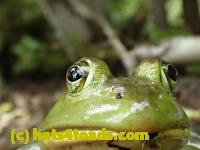 /home//u458753944/public_html/sourcegallery//////Frogs/Bullfrogs 2016-08 Ontario/P8140086.JPG